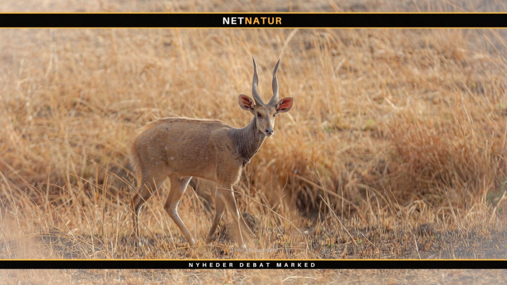 Bushbuck i størrelse monster sci bushbuck