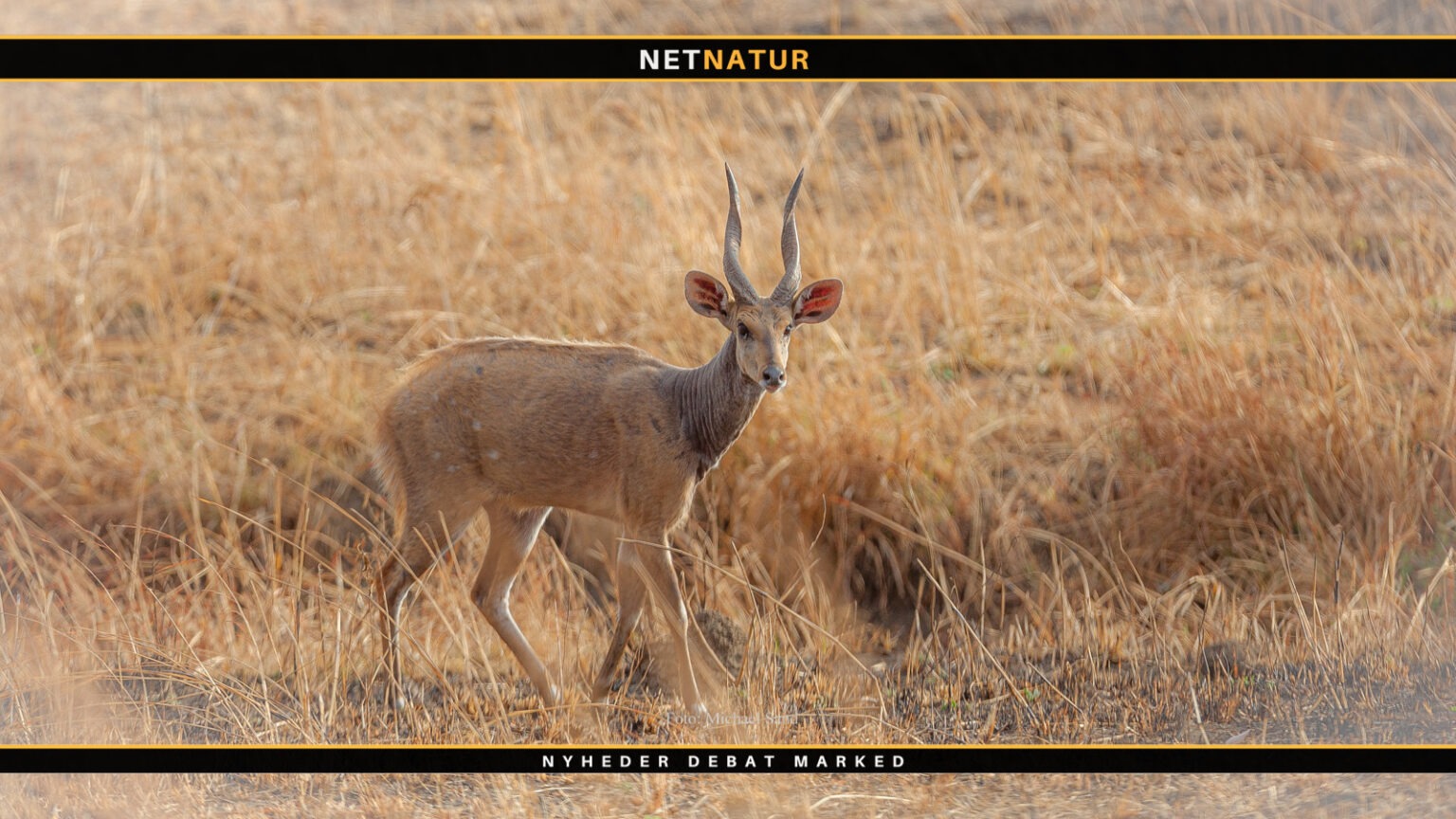 sci bushbuck