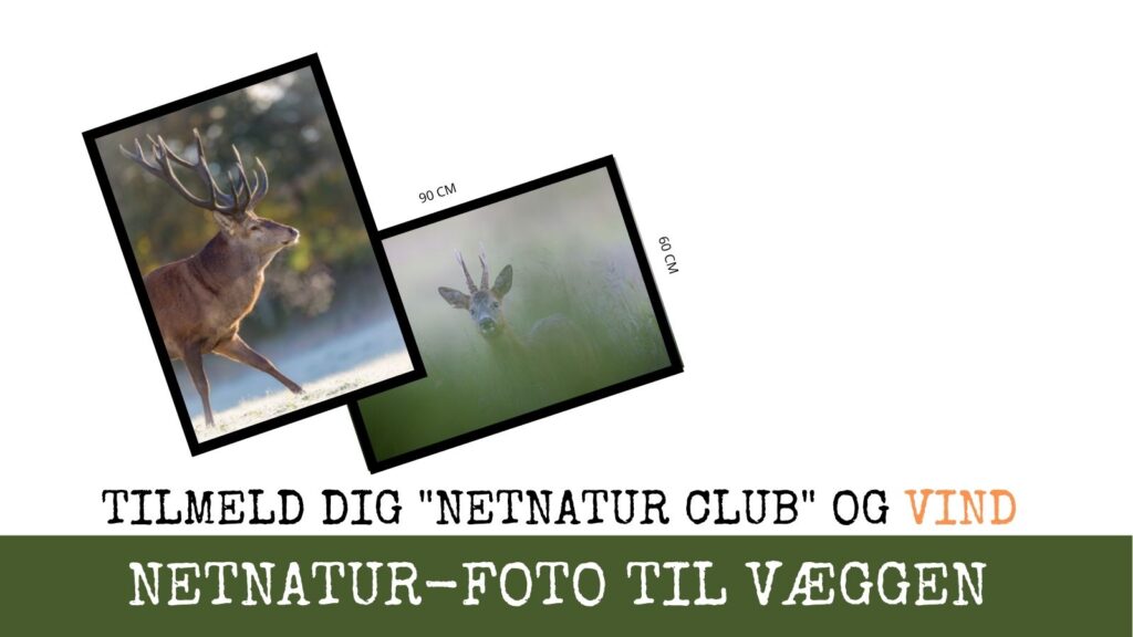 Vind et foto fra Netnatur
