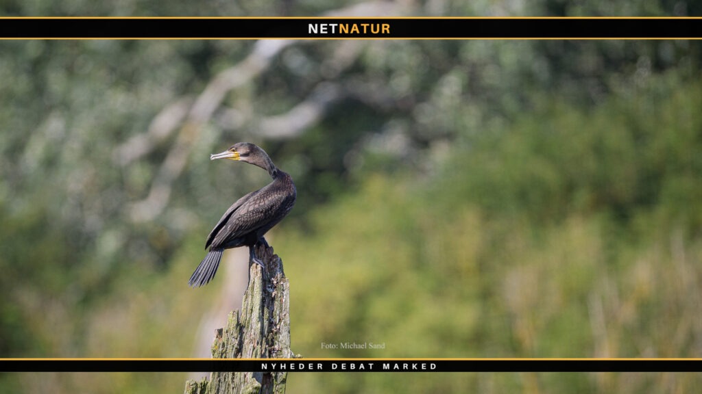 Skarv, laks og ørred skarv og bestand af laks og ørred