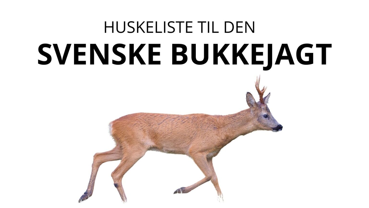 Bukkejagt – turen går til Sverige