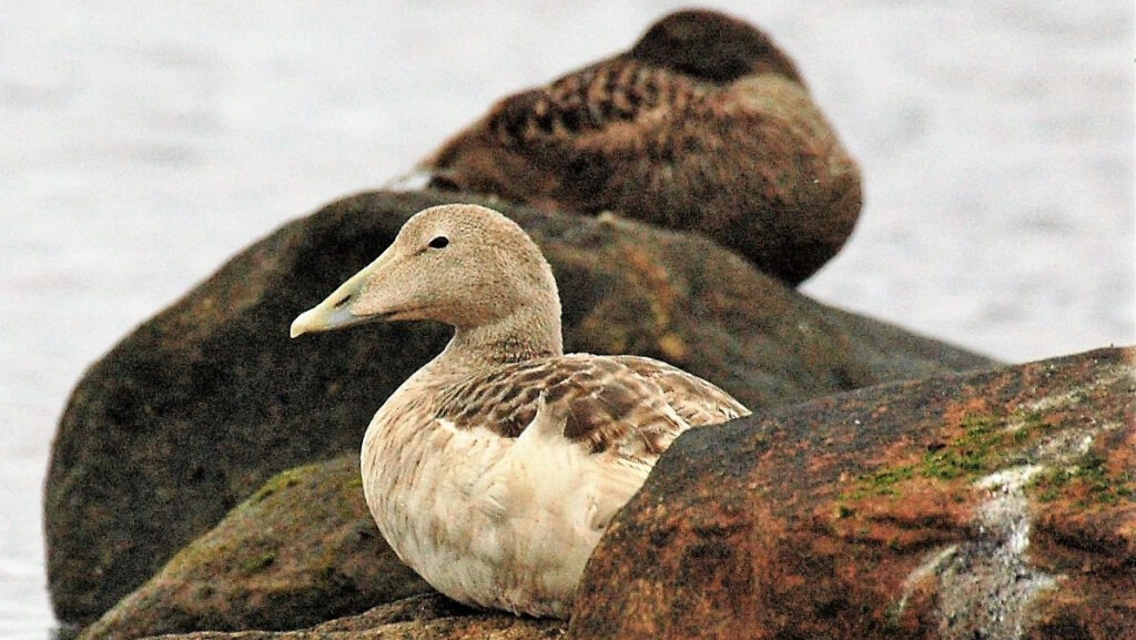 Fejlfarvet edderfugl