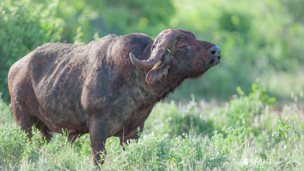 Bøffeljagt i Uganda Bøffeljagt i Uganda