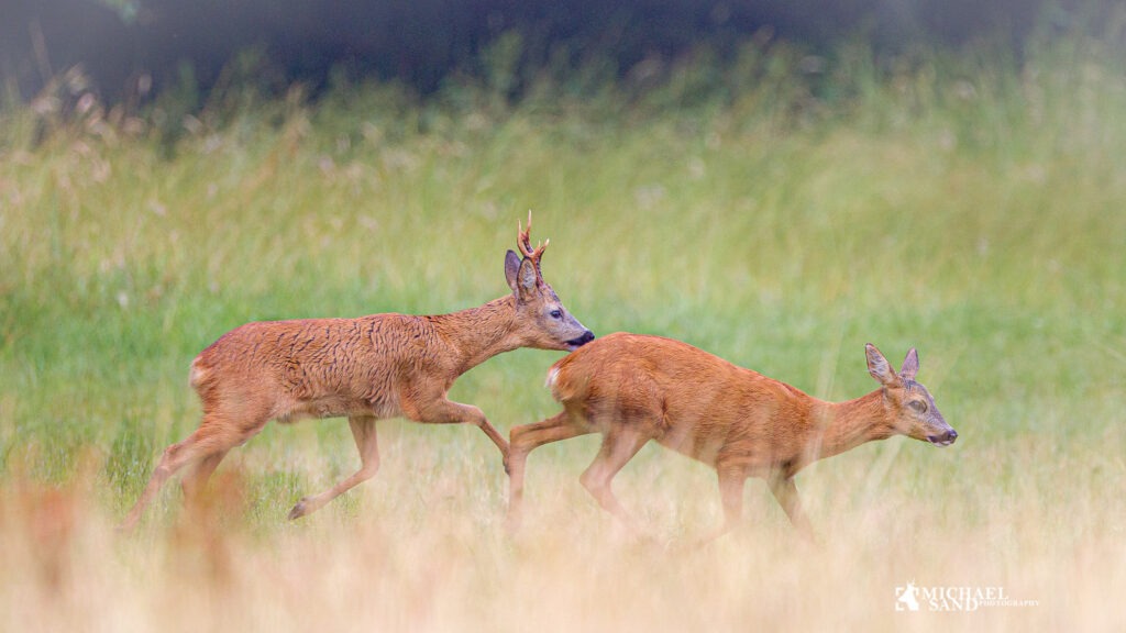 forvaltning af råvildt