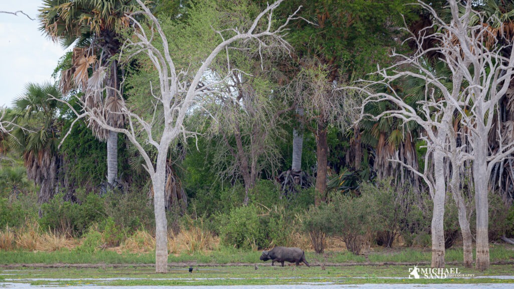 Gorongosa National Park