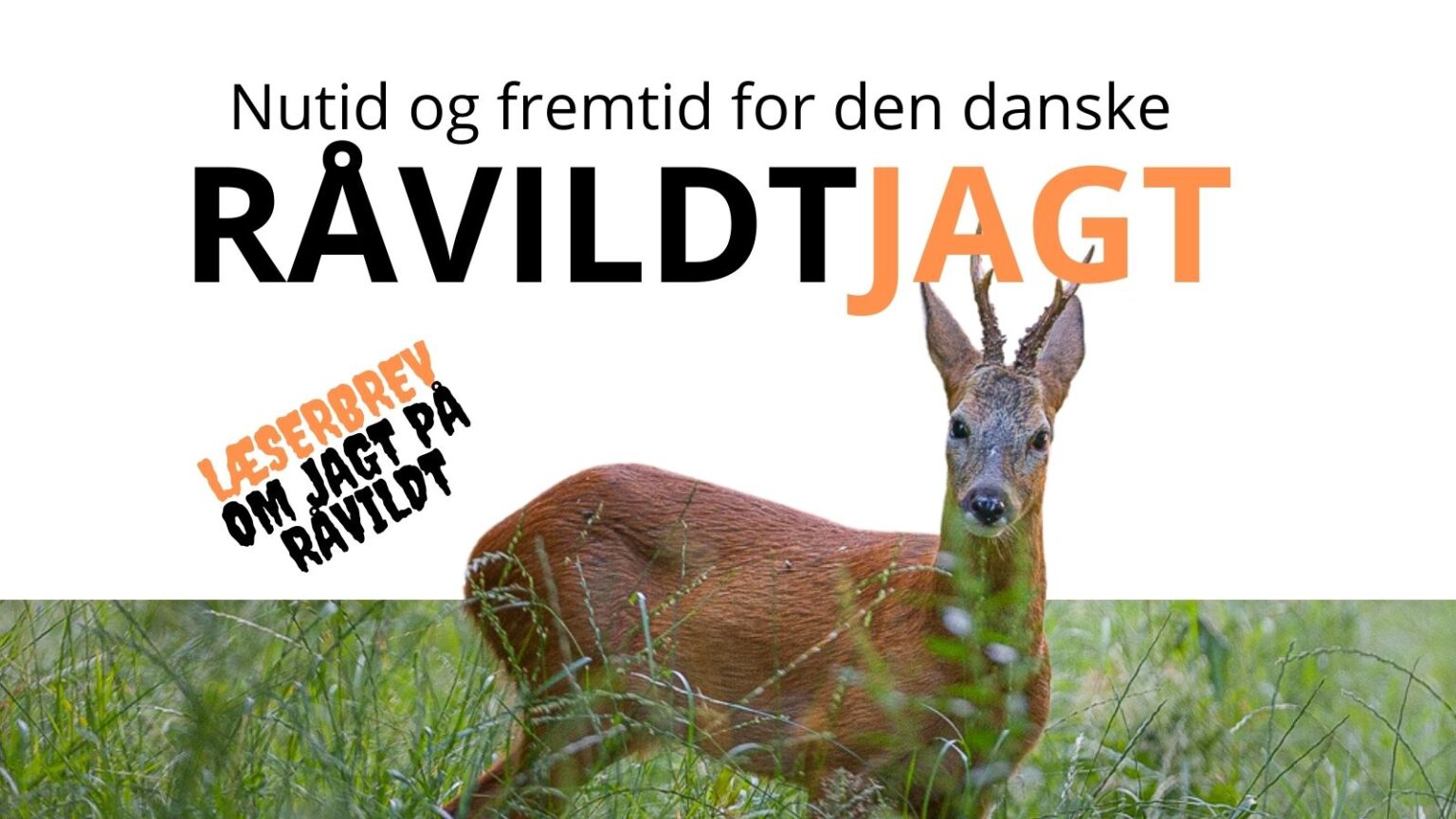 Råvildtjagt og muligheder råvildtforvaltning