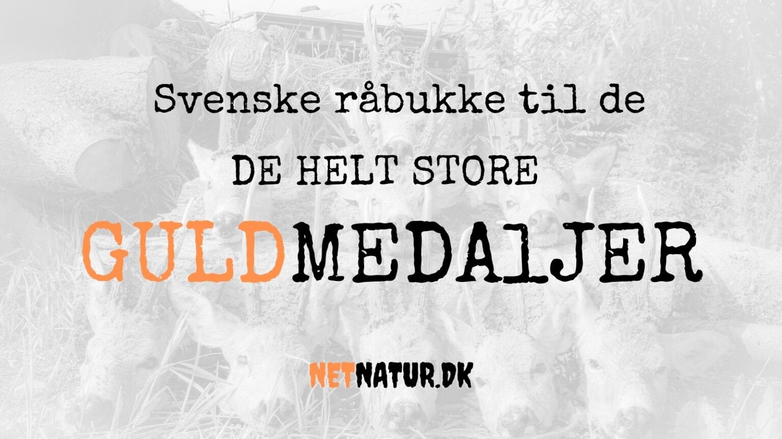 Svenske bukke svensk guldbuk