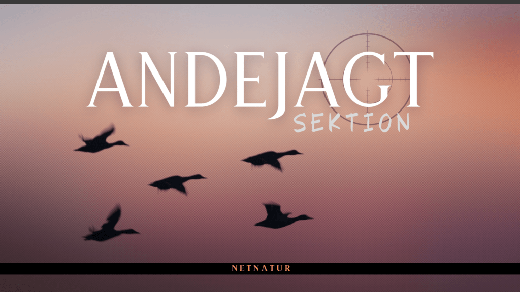 Andejagt - henvisning til sektion