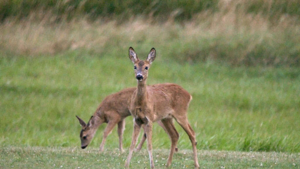 Udvandring regulerer råvildtbestand råvildt regulering
