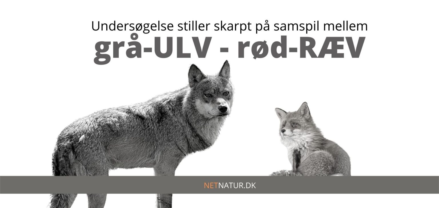 ulv og ræv