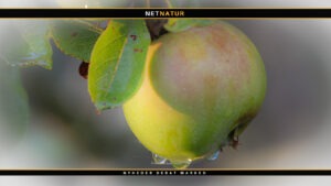 Kend dine vildtplanter: Vildæble vild æble