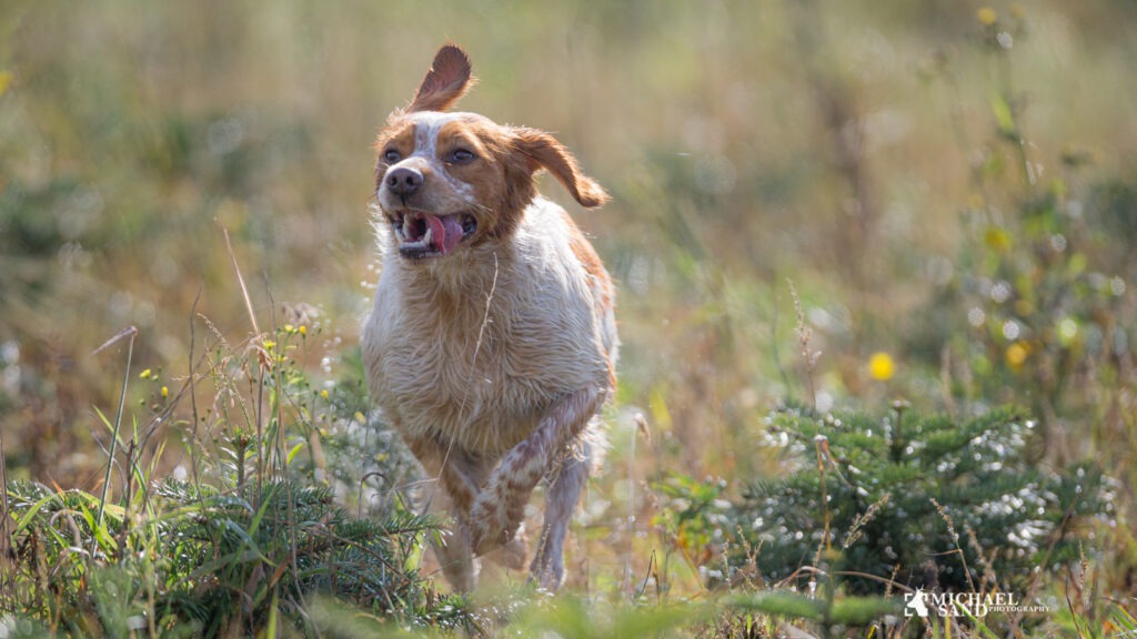 Maskinsøg eller jagtsøg