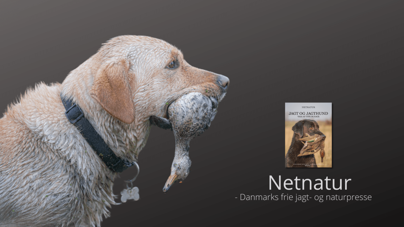 Jagthund til andejagt Jagthund til andejagt