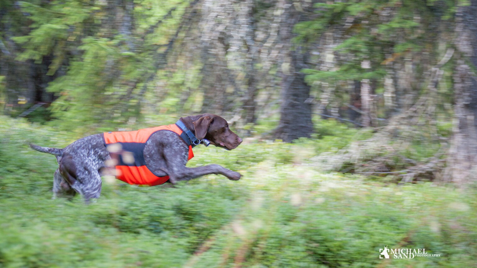 hund i skov