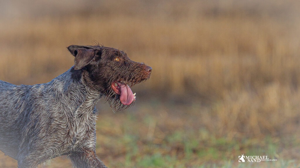 Forbigåelse af vildt marksøg
