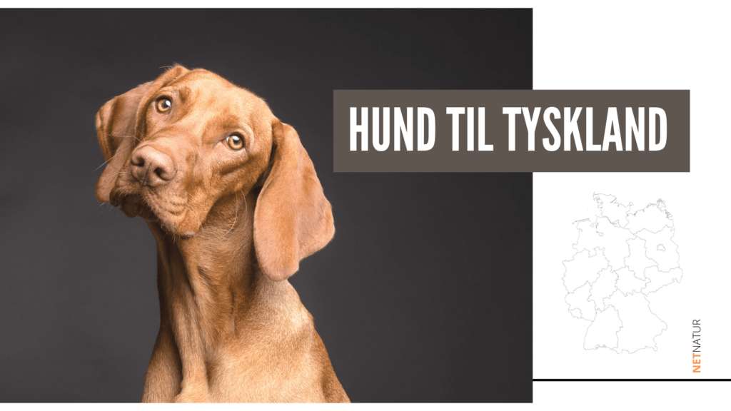 Hund til Tyskland