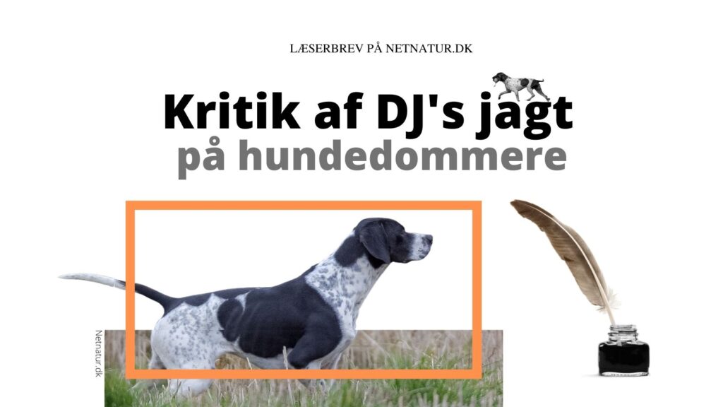 hundedommere til jagthunde