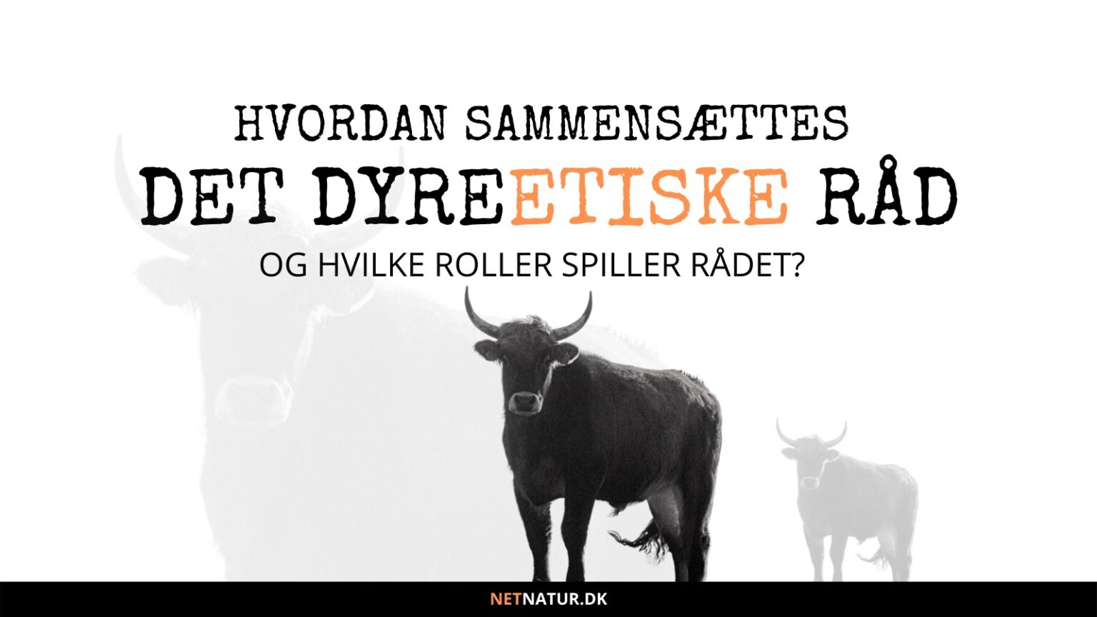 Det Dyreetiske Råd