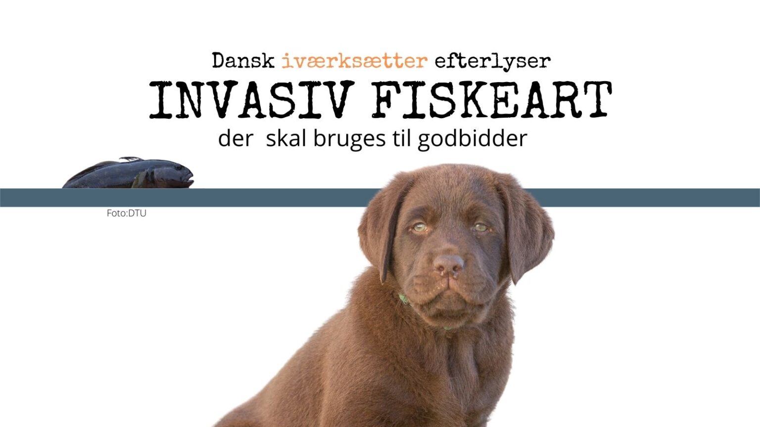 Efterlyses: Sortmundet kutling til godbidder Sortmundet kutling: