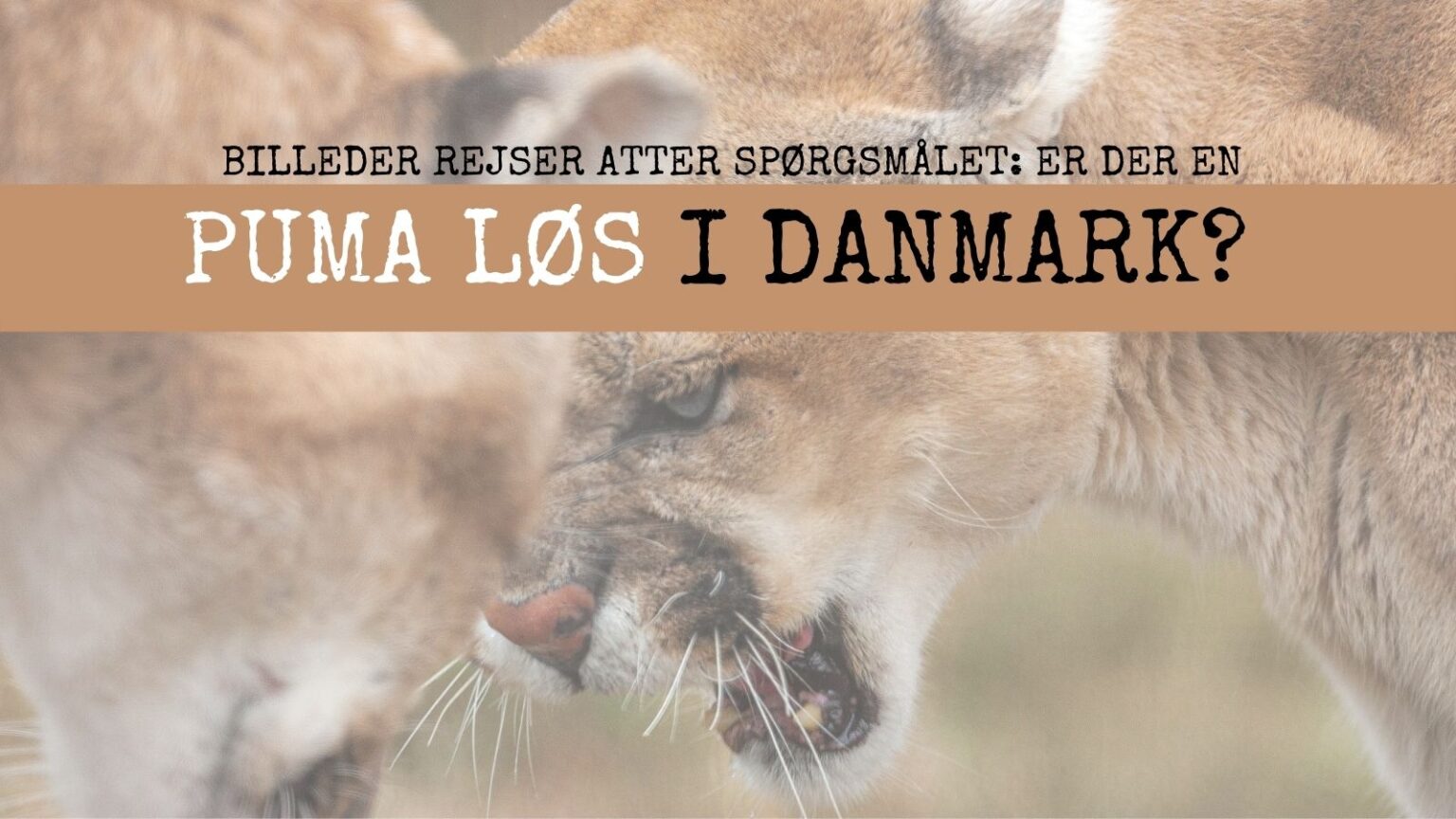 Er der en puma løs?