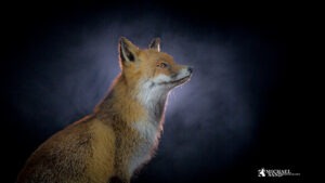 Ræven: Det glemte trofæ