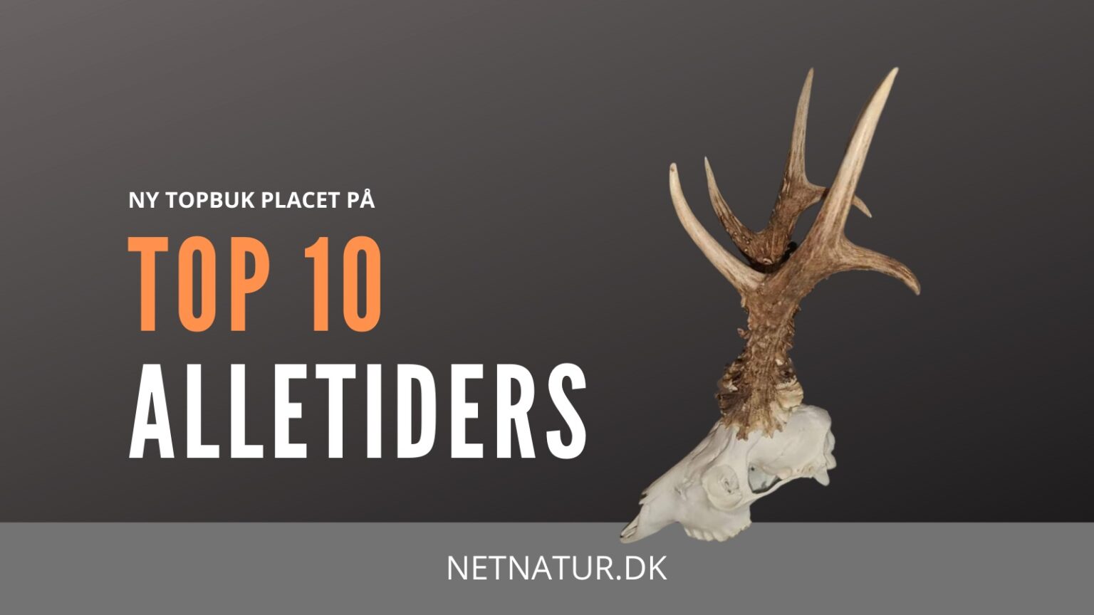 TOP 10 buk placeret blandt de allerstørste