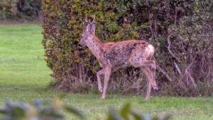 råvildt vinterdragt