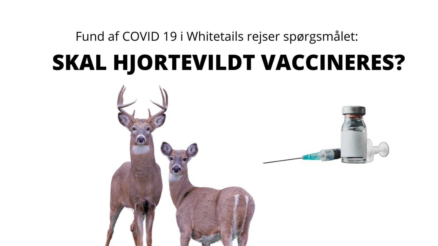 Coronavirus i hjortevildt