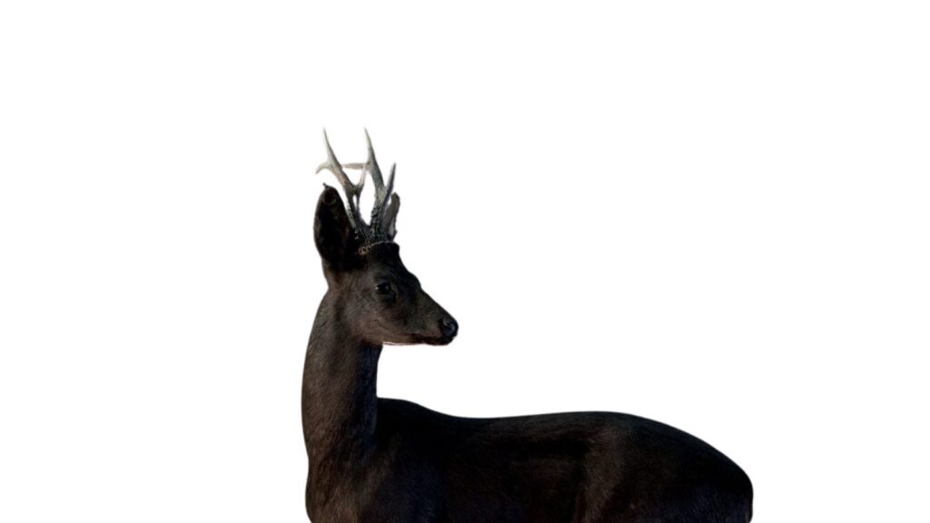 Beretning om sort buk på afbud Sort buk Tyskland