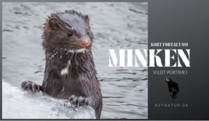 Den amerikanske mink – et effektivt rovdyr Den amerikanske mink