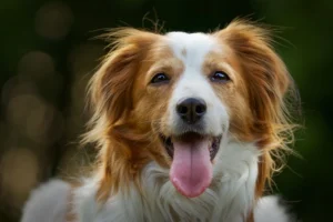 Hollandsk Kooikerhondje Hollandsk KOOIKERHONDJE