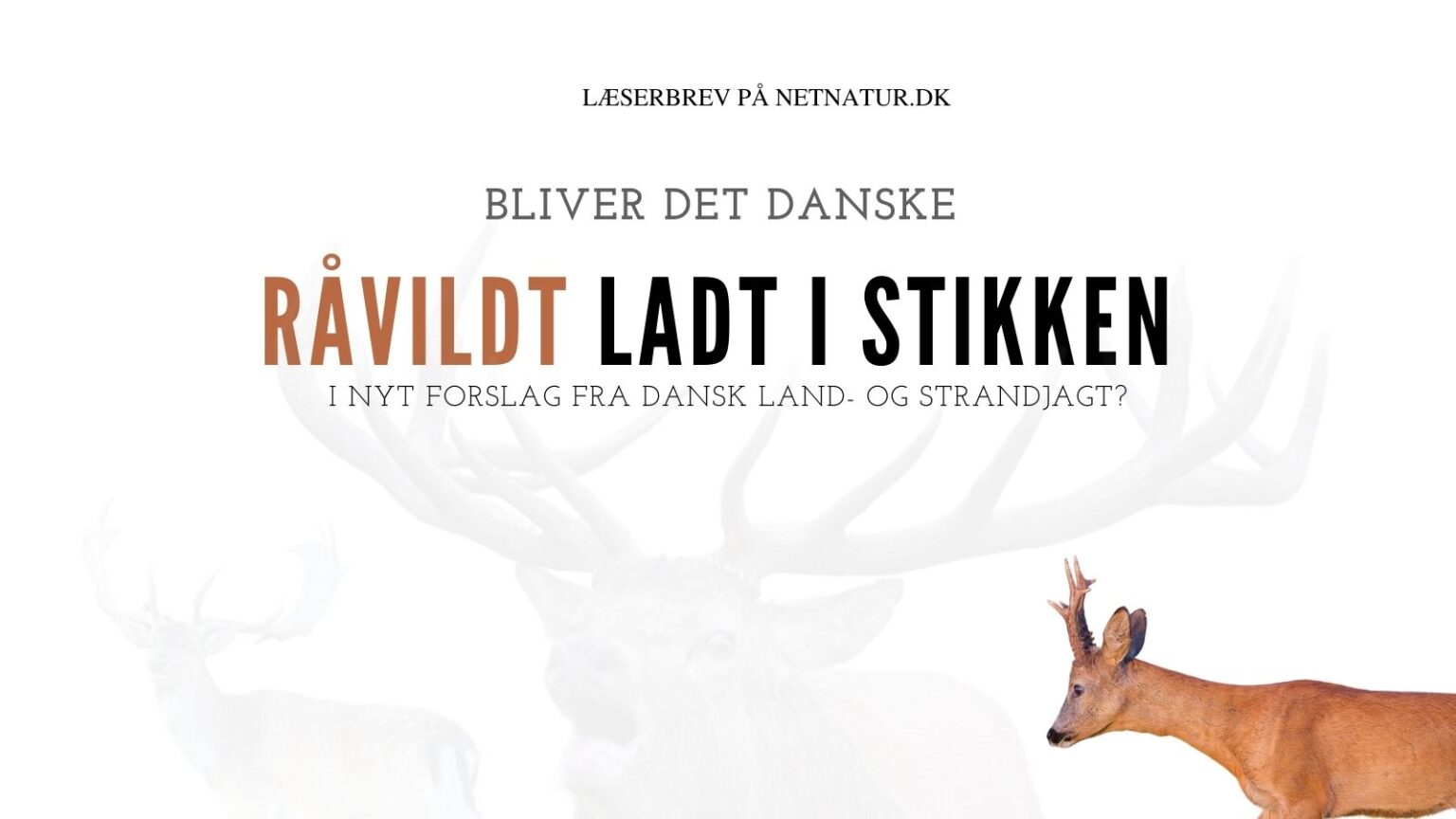 Jack Hansen: DLS forslag forekommer ejendommeligt jagttid på råvildt