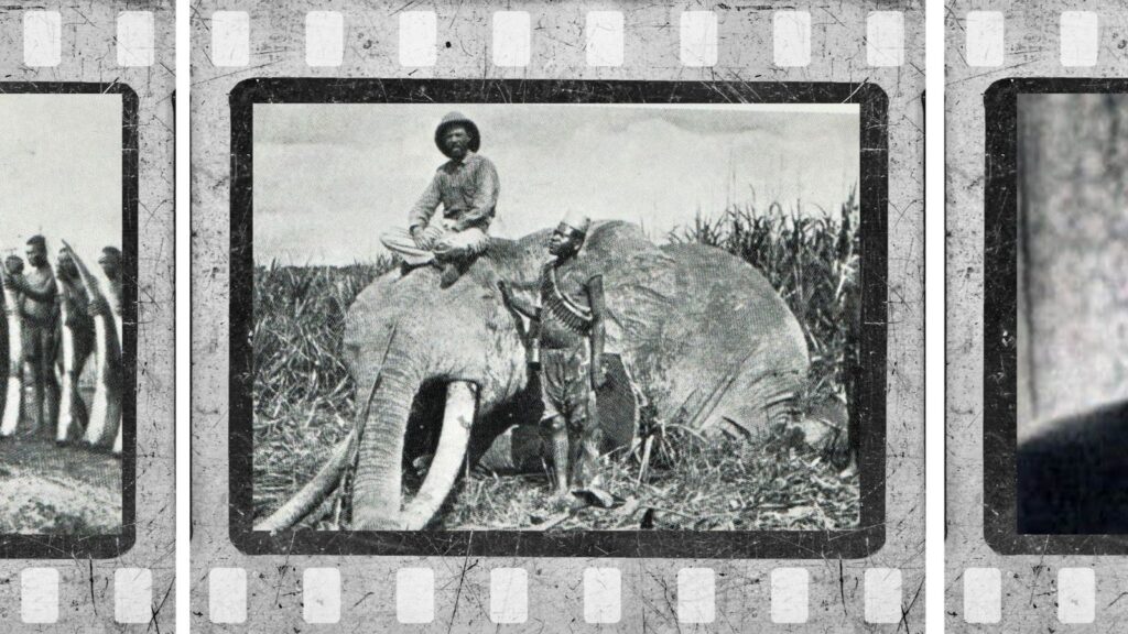 elefantjæger