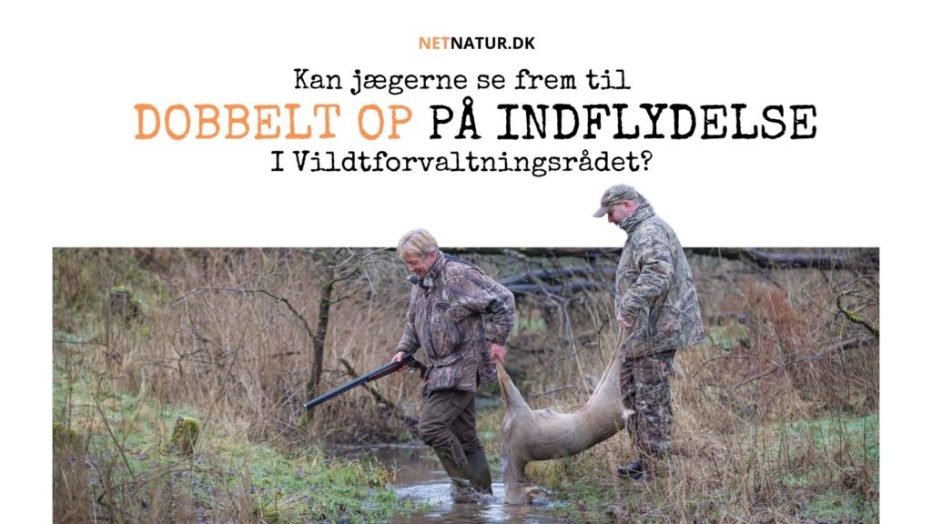 Er der udsigt til dobbelt op på jagtindflydelse? Er der udsigt til dobbelt op på jagtindflydelse?