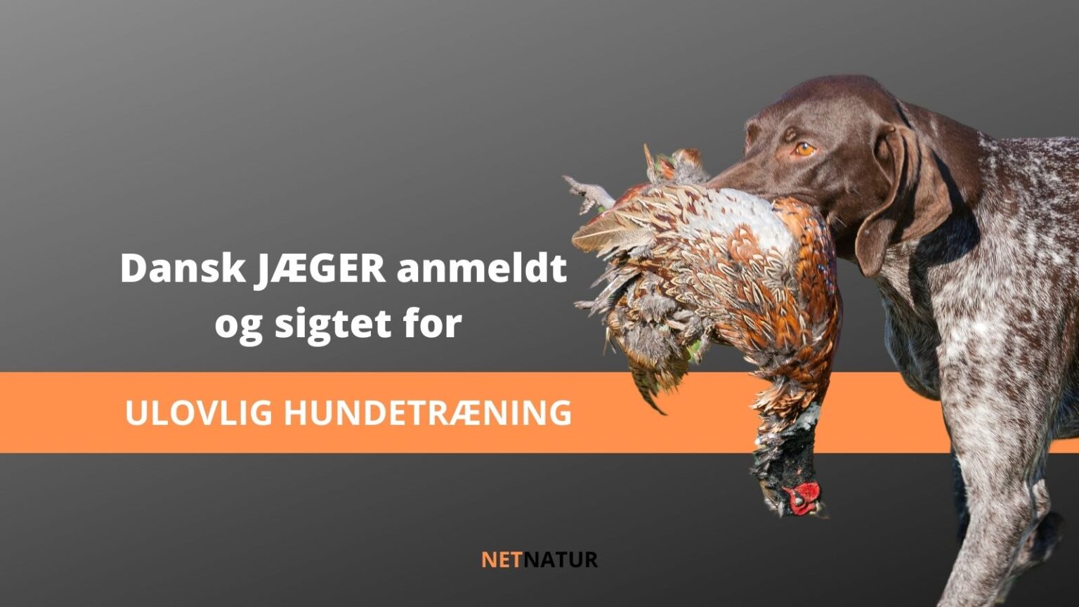 Jæger sigtet for ulovlig hundetræning ulovlig hundetræning