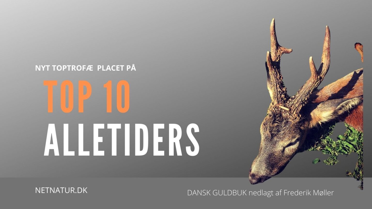 Midtjysk guldbuk på TOP 10 liste midtjylland top 10 buk