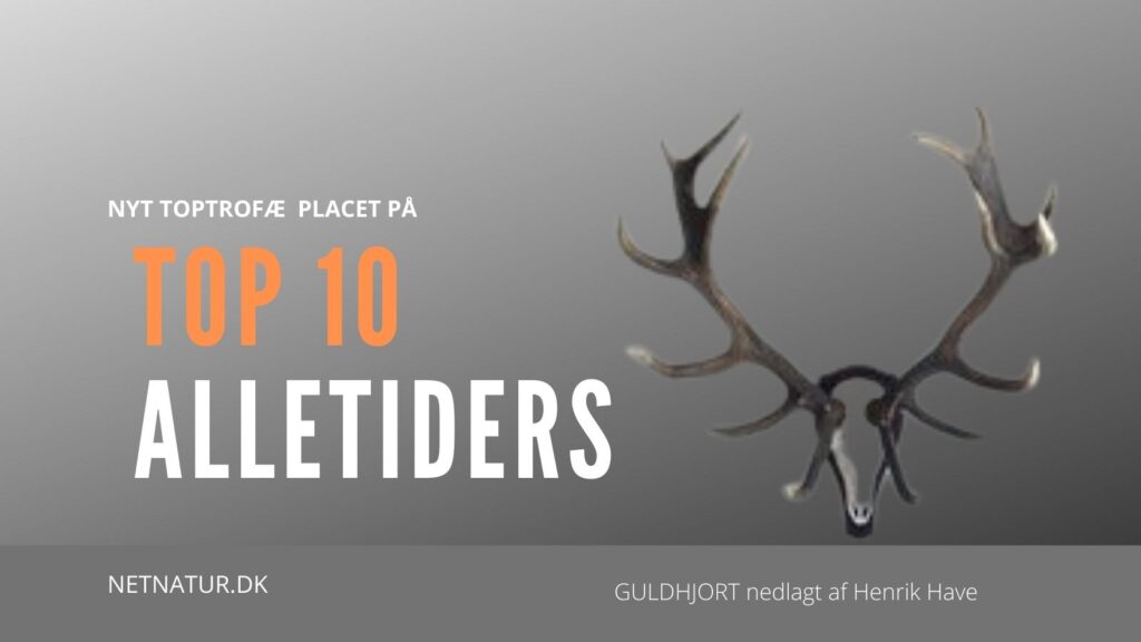 Stor guldhjort på Top 10 Alletiders