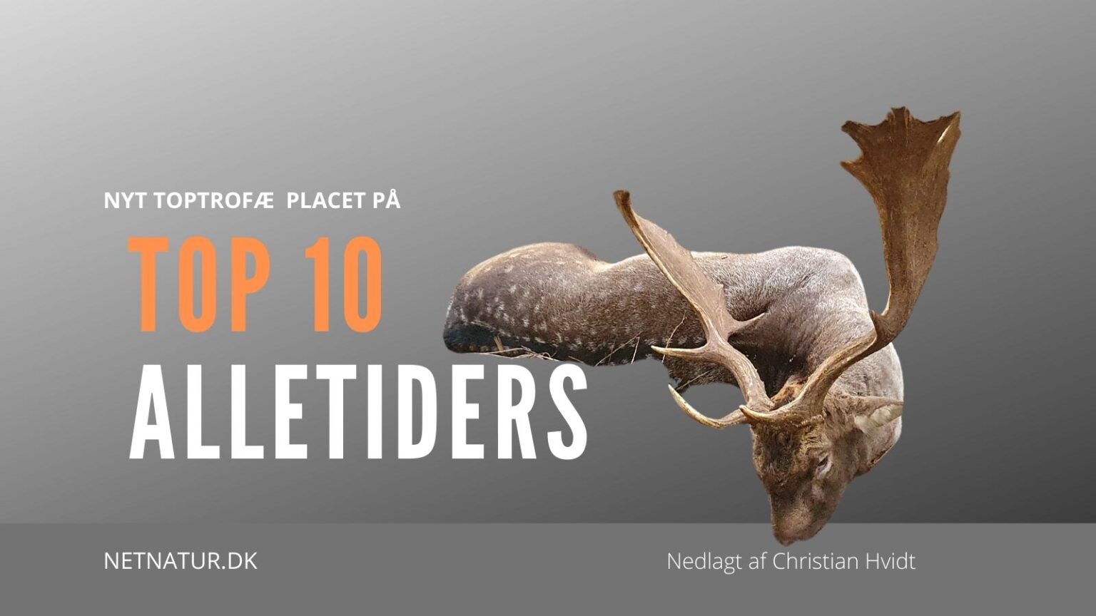 Stor dåhjort fra Fyn optaget på Top 10