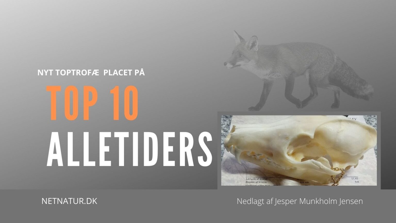 Top 10 ræv Top 10 ræv