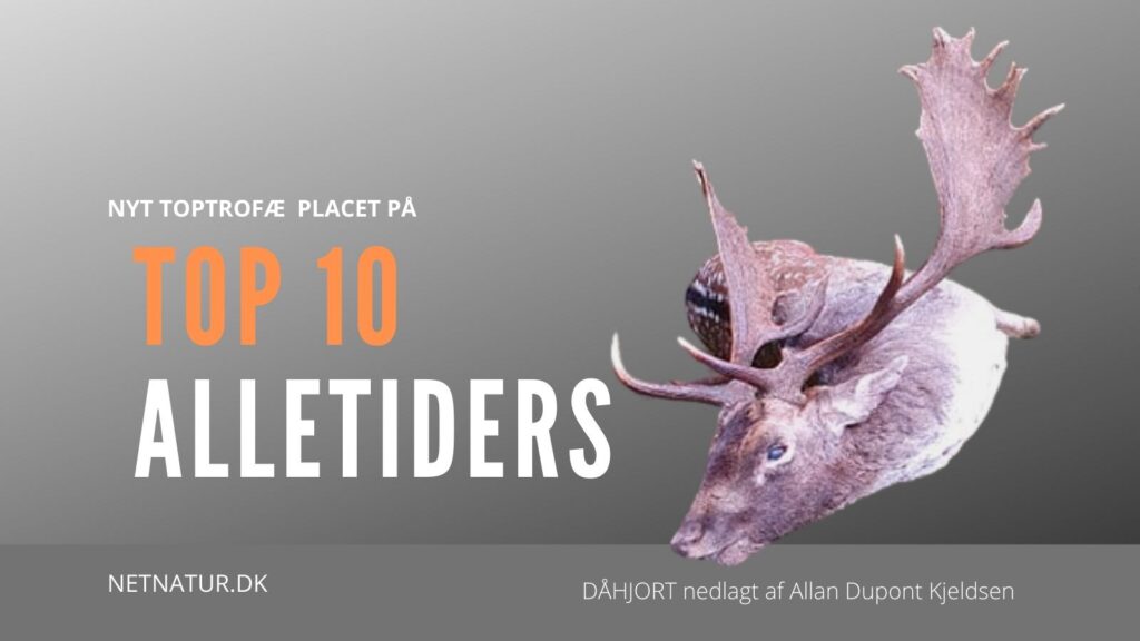 Ny TOP 10 dåhjort fra Polen polen dåhjort