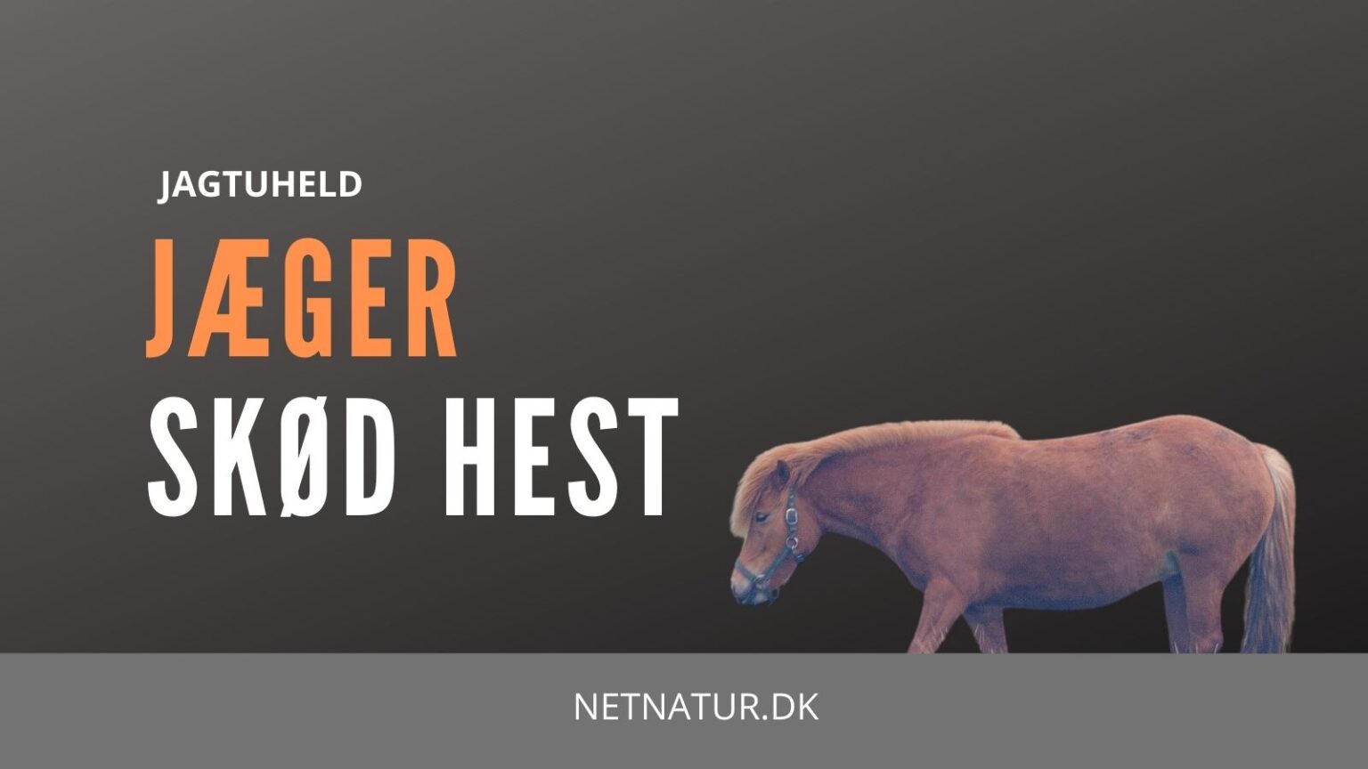 Jæger skød hest