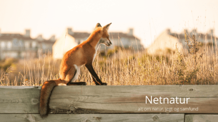 Må man skyde en ræv i et parcelhuskvarter?