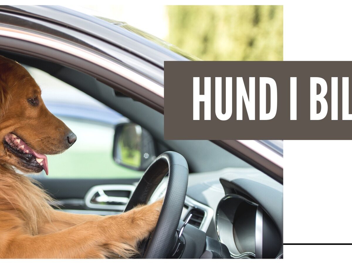 Suri Skjult film Hund i bil: Hvordan gør man hunden tryg ved at opholde sig i bilen?