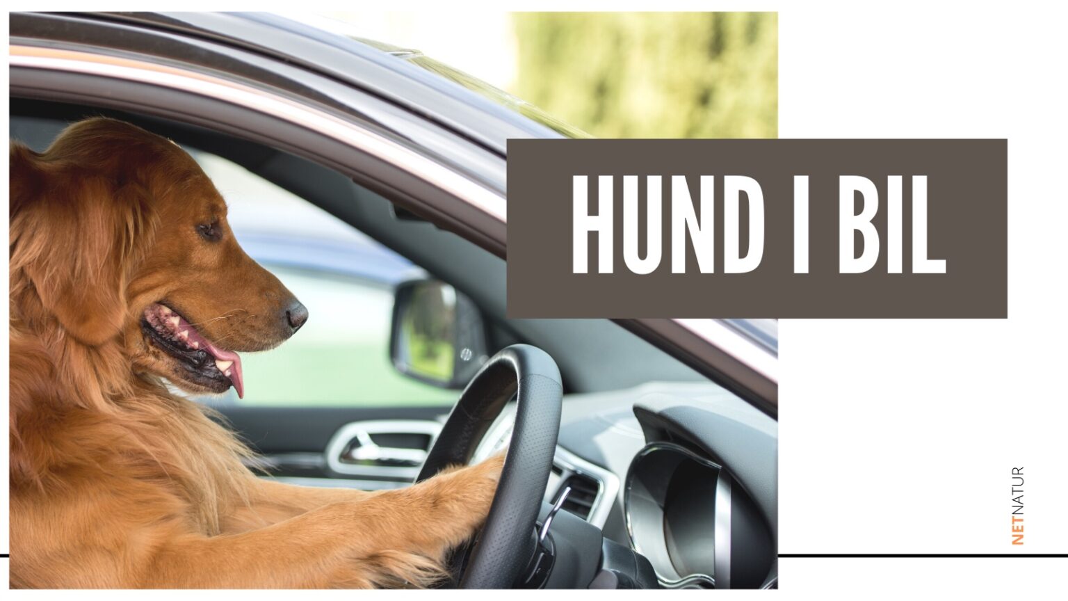 Hund i bil Hund i bil