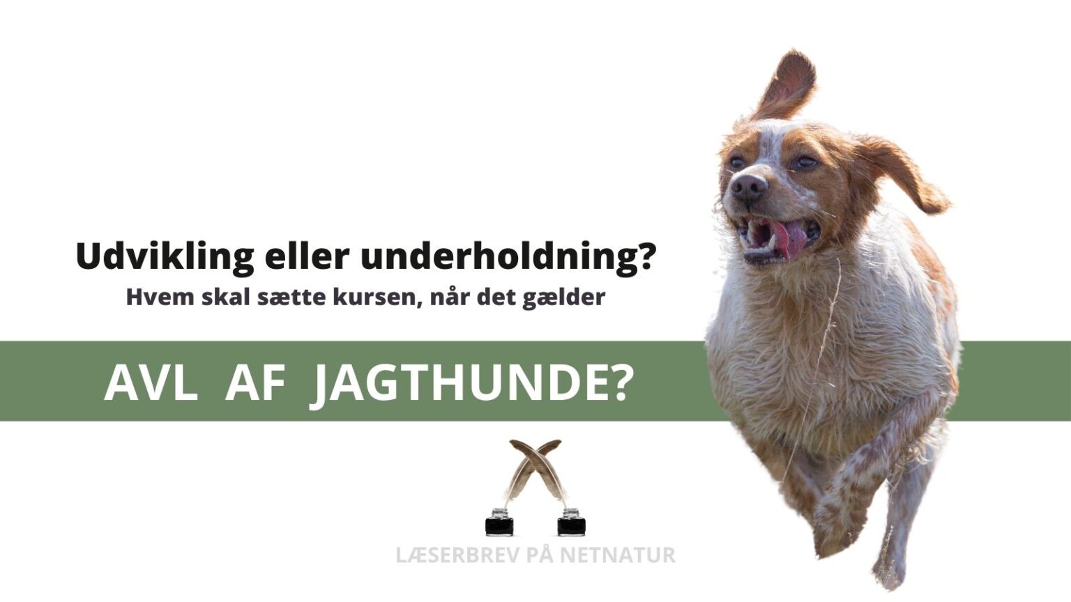 Læserbrev: Vil DJ overtage avlsarbejdet i Danmark? hundeprøver