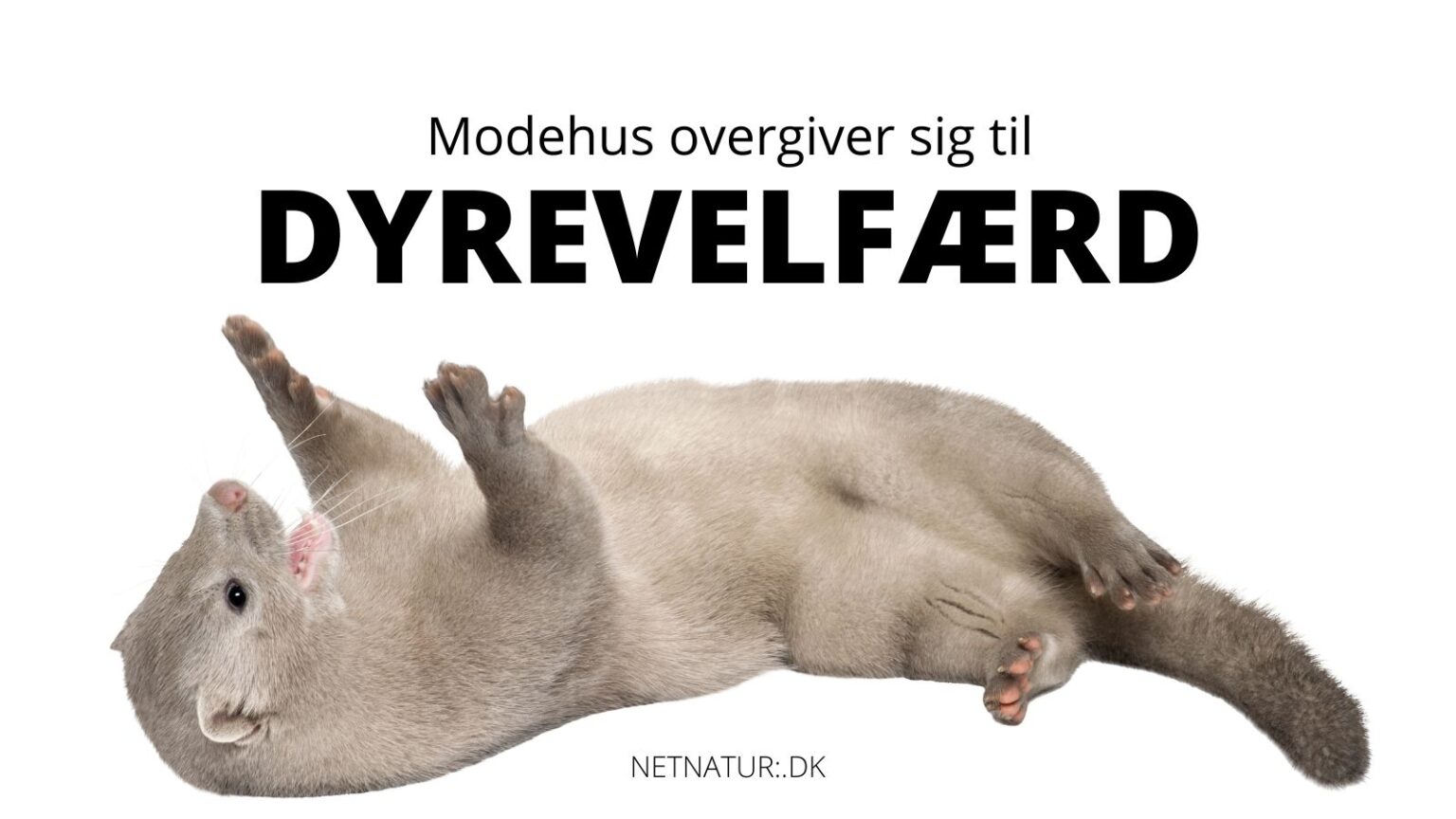 Modemagasin fravælger billeder af pelsdyr pelsdyr