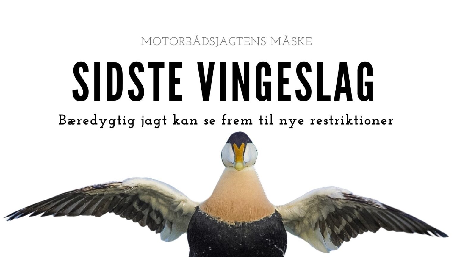 Edderfuglejagt på vej mod skibbrud motorbådsjagt