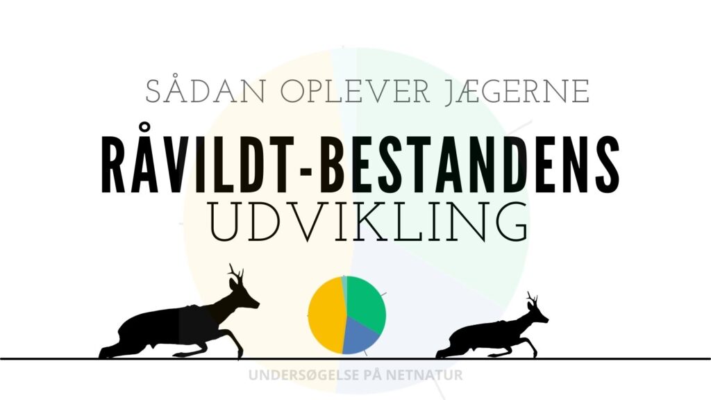 råvildt udvikling