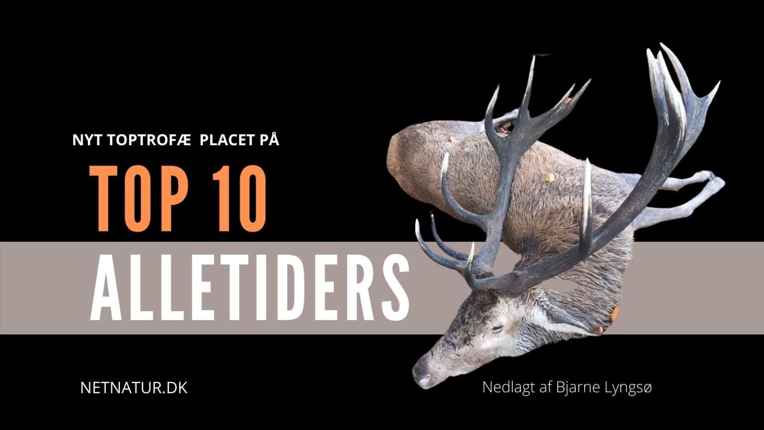 Giganten placerer sig på TOP 10 Giganten - kronhjort