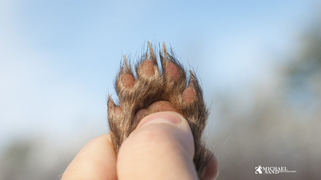 Hjælp efterlyses til mere viden om mårdyr mårdyr